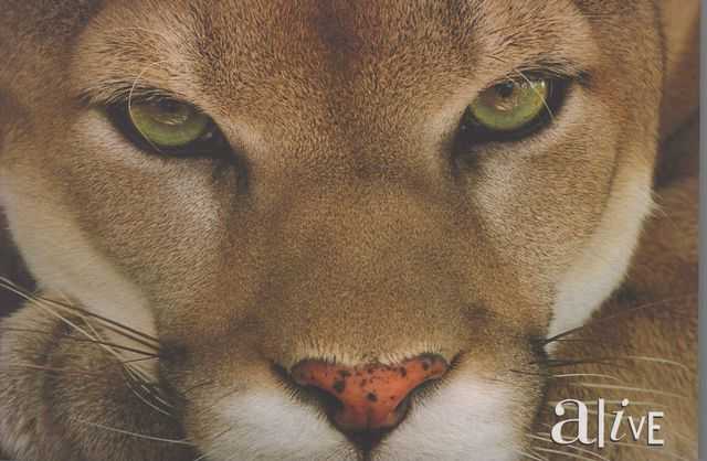 Alive: Biodiversity versus a world controlled by mankind: a struggle for space